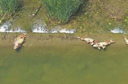 Spuntano pesci morti nel fiume: a dare l'allarme i cittadini