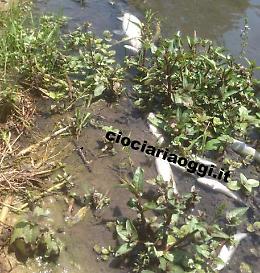 Pesci morti anche nelle acque di rio Pioppeto. Ora è allarme