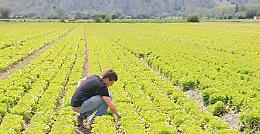 Regione, Coldiretti Lazio: bene 15 milioni di euro per 215 giovani agricoltori