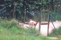 Coniugi tornano a casa per le vacanze e trovano un canile in giardino