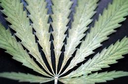 Cinquantenne arrestato: aveva in casa una pianta di marijuana alta un metro e mezzo