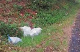 Abbandono di cani e rifiuti sulla strada del santuario