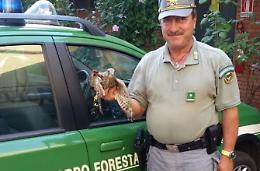 Gheppio ferito a un'ala salvato dal Corpo forestale dello Stato