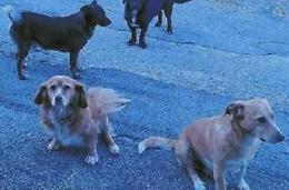 Si prende cura dei cani abbandonati, ma è "perseguitata"