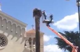 Tagliata la storica palma in Piazza Santa Restituta