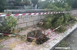 Albero abbattuto lungo la strada. Era pericoloso per auto e pedoni
