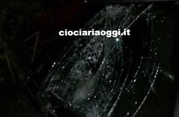Bovini in strada causano un altro incidente: paura per una ragazza