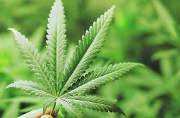 Se la cannabis fosse legale