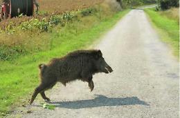 Fauna selvatica, arrivano i soldi