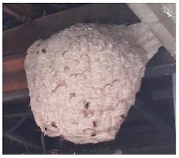 Invasione di calabroni, interviene la Protezione Civile