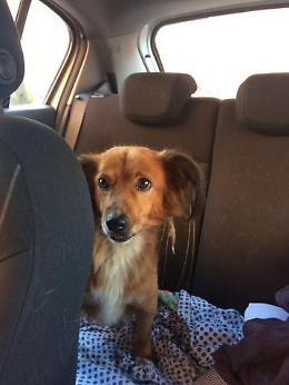 Smarrito Chicco, cane marrone di piccola taglia. L'appello dei proprietari