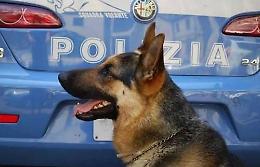 Lui non è in casa ma la droga si: il fiuto di Enduro lo incastra