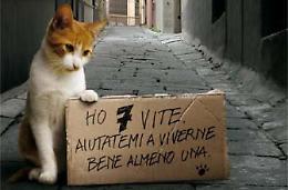 Giocano a calcio in piazza, ma la palla è un povero gatto. E finisce male per tutti 