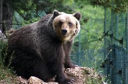 Faccia a faccia con un orso. Paura per un settantenne