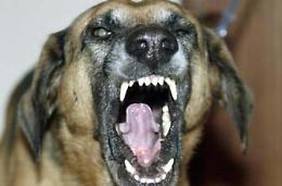 Bimbo di un anno azzannato dal cane di famiglia: orribile la fine del piccolo 