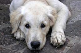 Animali maltrattati e denutriti: denunciata una giovane coppia