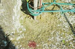 Segano le inferriate e fanno incetta di oro e denaro. Allarme tra i residenti