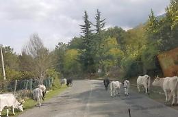 Bovini a spasso sulla Casilina: un automobilista segnala il pericolo