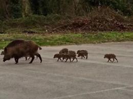 Ceprano, dieci cuccioli di cinghiale e la madre a passeggio vicino al cimitero