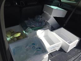 Venditore ambulante di mozzarelle e latticini denunciato: ecco come teneva la merce