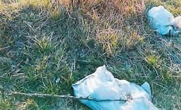 Carcasse di animali abbandonate tra l'erba: ipotesi macellazione clandestina?