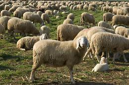 Allevatore picchiato da due persone: non volevano gli animali al pascolo