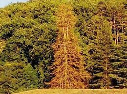Addio al Pino Saturno: l'albero non c'è più ma sarà rimpiazzato