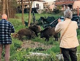 Cinghiali a spasso tra le persone in pieno giorno: cresce l'allarme