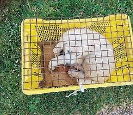 Cucciolo chiuso in una cassetta di plastica e abbandonato: salvato dai cittadini