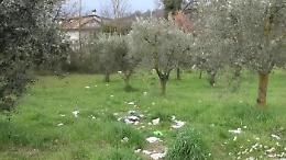 La mano degli incivili torna a colpire: rifiuti abbandonati tra gli oliveti