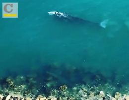 Raro esemplare di balena avvistato nelle acque di Ponza: Megattera al Frontone