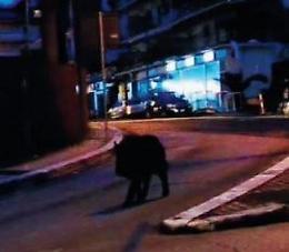 Cinghiali a spasso in centro e a caccia di cibo: scatta l'allarme