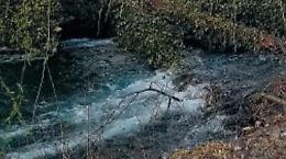 Gattini legati in una busta e gettati nel fiume: un uomo si tuffa per salvarli