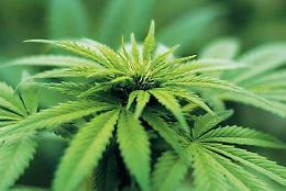 Gli effetti della cannabis legale sulla salute: la diffusione del CBD