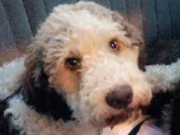 La favola di Salvo, randagio adottato: e così l'amore per i cani diventa associazione