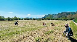 Cassino, veleni a Nocione: settimana decisiva. Attesa per le analisi