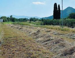 I veleni del Nocione finiscono nel fieno: trattori al lavoro nella notte. E' allarme