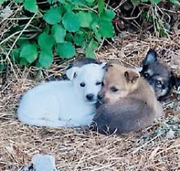 Tre cuccioli abbandonati in strada: salvati dai volontari di “Animantia”