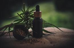 Benefici e possibili controindicazioni del cannabidiolo: quello che c'è da sapere