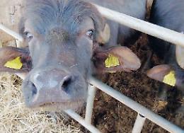 Amaseno, un pool di esperti per favorire lo sviluppo delle aziende agricole