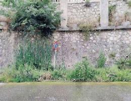Melma, vegetazione incolta e randagi: i cittadini sono esasperati