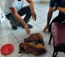 Due cuccioli abbandonati in strada e sotto il sole: una famiglia gli salva la vita