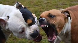 Pitbull pericolosi: tolta la custodia ai proprietari dopo le aggressioni