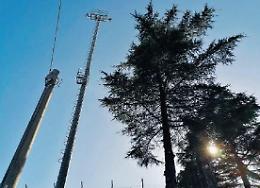 Boville Ernica, gli alberi invadono il campo di calcio: "Bisogna abbatterli"