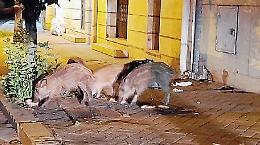 Caos cinghiali, sempre pi&ugrave; esemplari a spasso nei cortili. Cresce l'allarme