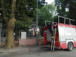 Sora, un nido di calabroni al Parco Valente: fruitori allontanati e pompieri in azione