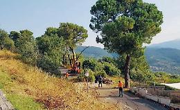 San Leucio, via gli alberi per la sicurezza stradale... Ma esplode la polemica