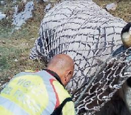 Toro cade in un dirupo e si ferisce: una task force per salvarlo