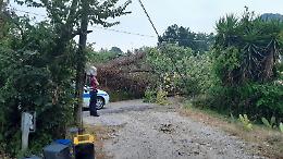 Enorme quercia crolla sull'asfalto e blocca la strada: tragedia sfiorata