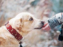 Controesodo, al rientro in tanti con il grande caldo. E con i propri animali
